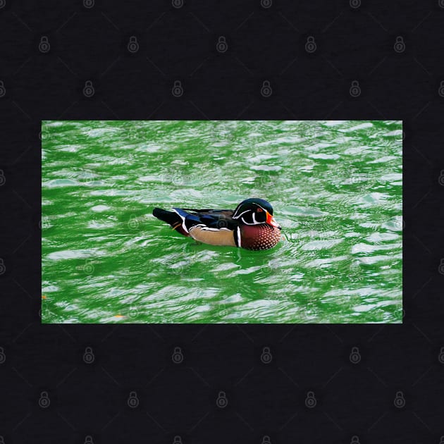 Wood Duck Swimming In a Pond by BackyardBirder